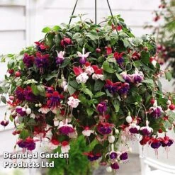 Hanging Basket Mixed Collection 10 Hanging Basket Mixed Collection -Vedicayur Store HANG KC9913 D