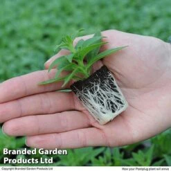 New Arrival -Vedicayur Store HANG KC9913 G