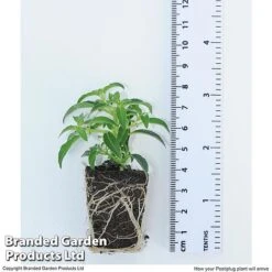 Hanging Basket Mixed Collection 13 Hanging Basket Mixed Collection -Vedicayur Store HANG KC9913 H