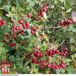 Hawthorn (Hedging) -Vedicayur Store HAWT T70270 D