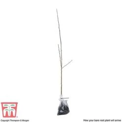 Hawthorn (Hedging) -Vedicayur Store HAWT T70270 E