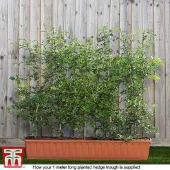 Hawthorn (Hedging) -Vedicayur Store HAWT T70270 F