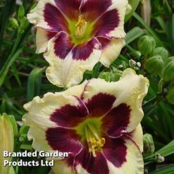 Hemerocallis Fringed Collection -Vedicayur Store HEME CELEBANGE S413321