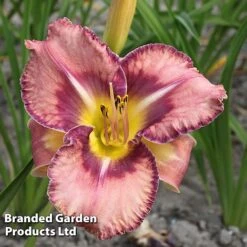 Hemerocallis 'Mildred Mitchell' -Vedicayur Store HEME MILDREDMI S41359