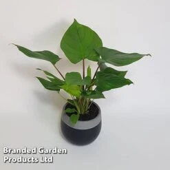 Homalomena 'Maggy' 8 Homalomena 'Maggy' -Vedicayur Store HOMA MAGGY10CM S504381