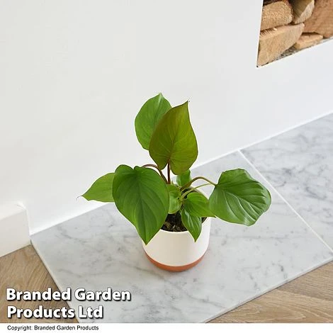 Homalomena 'Maggy' 1 Homalomena 'Maggy'