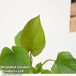 Homalomena 'Maggy' 7 Homalomena 'Maggy' -Vedicayur Store HOMA MAGGY T52107