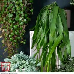 Nurserymans Choice Hanging Basket Succulent Plant Collection 9 Nurserymans Choice Hanging Basket Succulent Plant Collection -Vedicayur Store HOU KB3438 C