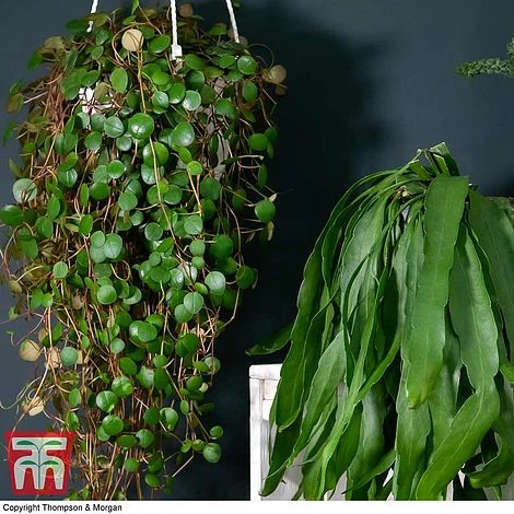 Nurserymans Choice Hanging Basket Succulent Plant Collection 4 Nurserymans Choice Hanging Basket Succulent Plant Collection - Image 4