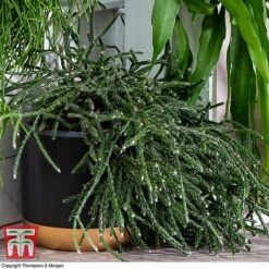 Nurserymans Choice Hanging Basket Succulent Plant Collection 12 Nurserymans Choice Hanging Basket Succulent Plant Collection -Vedicayur Store HOU KB3438 F