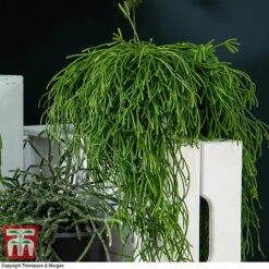 Nurserymans Choice Hanging Basket Succulent Plant Collection 13 Nurserymans Choice Hanging Basket Succulent Plant Collection -Vedicayur Store HOU KB3438 G