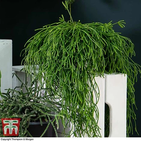 Nurserymans Choice Hanging Basket Succulent Plant Collection 7 Nurserymans Choice Hanging Basket Succulent Plant Collection - Image 7