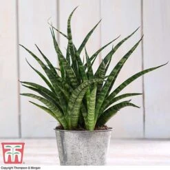 Easy Care Houseplant Collection 9 Easy Care Houseplant Collection -Vedicayur Store HOU kb3603 C
