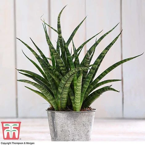 Easy Care Houseplant Collection 3 Easy Care Houseplant Collection - Image 3