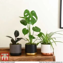 House Plant Urban Jungle Collection -Vedicayur Store HOUS KA8543 H