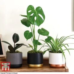 House Plant Urban Jungle Trio