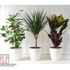 T&M's Choice House Plant Mix -Vedicayur Store HOUS T78783 B h
