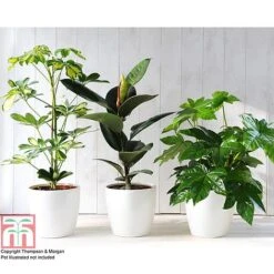 T&M's Choice House Plant Mix -Vedicayur Store HOUS T78783 C h