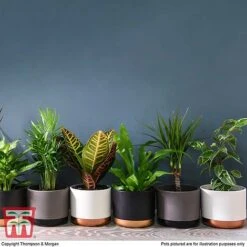 T&M's Choice House Plant Mix -Vedicayur Store HOUS T78783 H1