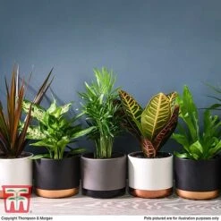 T&M's Choice House Plant Mix -Vedicayur Store HOUS T78783 I1