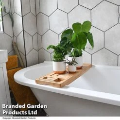 Green Houseplants Bathroom Trio -Vedicayur Store HOUS BATHRTRIO T43636