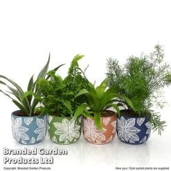 Mixed Delphi Ceramic House Plants -Vedicayur Store HOUS DELPH12CM T50540