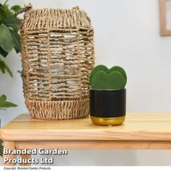 Hoya Kerrii 'Double Leaf'