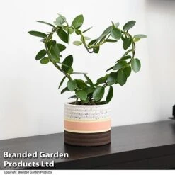 Heart-Shaped Hoya Carnosa In Decorative Ceramic Pot -Vedicayur Store HOYA HEARTCARN T48045