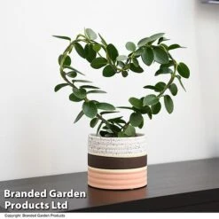 Heart-Shaped Hoya Carnosa In Decorative Ceramic Pot -Vedicayur Store HOYA HEARTCARN T48046