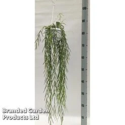 Hoya Linearis -Vedicayur Store HOYA LINEARIS KF1285 A