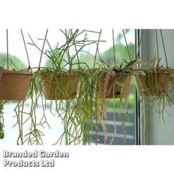 Hoya Linearis -Vedicayur Store HOYA LINEARIS KF1285 B