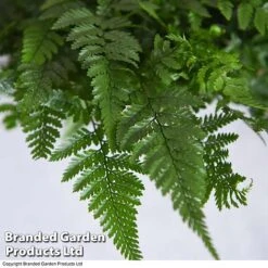 Humata Tyermannii -Vedicayur Store HUMA WKC8849 C