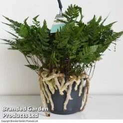 Humata Tyermannii -Vedicayur Store HUMA WKC8849 D