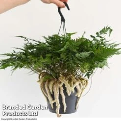 Humata Tyermannii -Vedicayur Store HUMA WKC8849 E