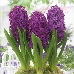 Hyacinth 'Woodstock' -Vedicayur Store HYAC TKA7175 NOW2