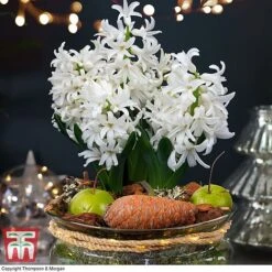 Lit Hyacinth Bowl - Gift