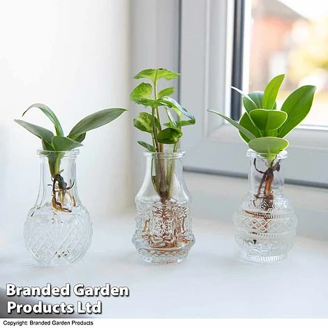 Hydroponic Collection Trio 2 Hydroponic Collection Trio - Image 2