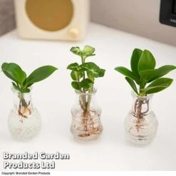 Hydroponic Collection Trio 7 Hydroponic Collection Trio -Vedicayur Store HYDR COLL C