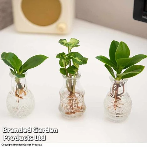 Hydroponic Collection Trio 3 Hydroponic Collection Trio - Image 3