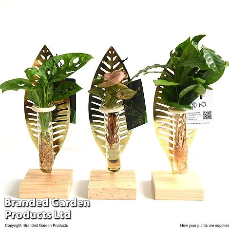 Hydroponic Collection On Display Stand 1 Hydroponic Collection On Display Stand