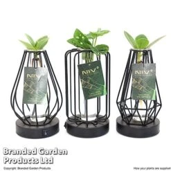 Hydroponic Collection In Turin Glass -Vedicayur Store HYDR LEDTURING T49858