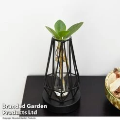 Hydroponic Collection In Turin Glass -Vedicayur Store HYDR LEDTURING T49865