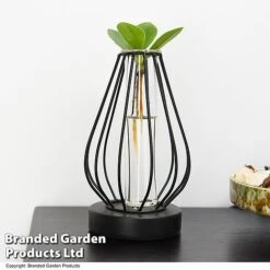 Hydroponic Collection In Turin Glass -Vedicayur Store HYDR LEDTURING T49867