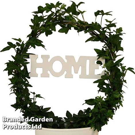 Hedera Home Hoop 2 Hedera Home Hoop - Image 2