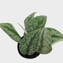 Scindapsus Pictus Trebie -Vedicayur Store IMG 1393 PhotoRoom