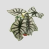 Alocasia Silver Dragon