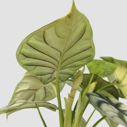 Alocasia Silver Dragon -Vedicayur Store IMG 20210708 165906 PhotoRoom