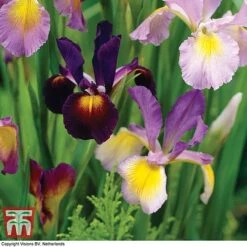 Iris 'Metallic Mixture' -Vedicayur Store IRIS T45415A C