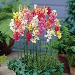 Bumper Spring Bulb Collection -Vedicayur Store IXIA T67285 A h