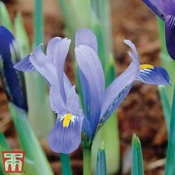 Iris Dwarf Collection -Vedicayur Store Iris 3